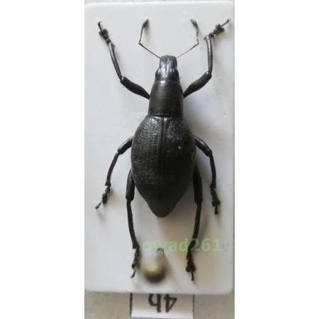 Macrocyrtus contractus (Chevrolat, 1881) male Philippines4b